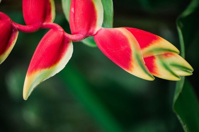 Kauai: McBryde Garden Self Guided Visit - Discovering Native Hawaiian Flora