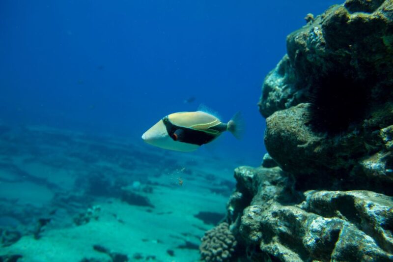 Kauai: Niihau and Na Pali Coast Full-Day Boat Tour - Onboard Amenities and Dining