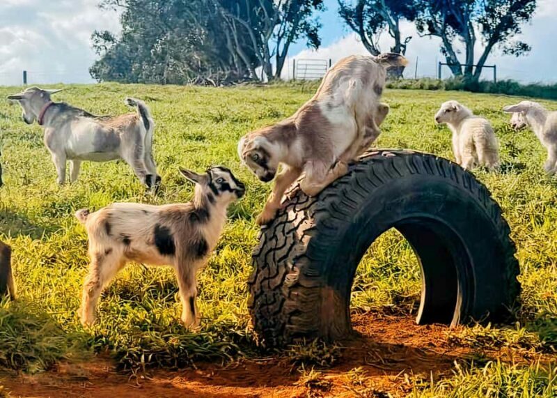 Kauai: Play with Baby Farm Animals & MicroDairy Immersion - Kauai: Play with Baby Farm Animals & MicroDairy Immersion — A Genuine Taste of Island Farming
