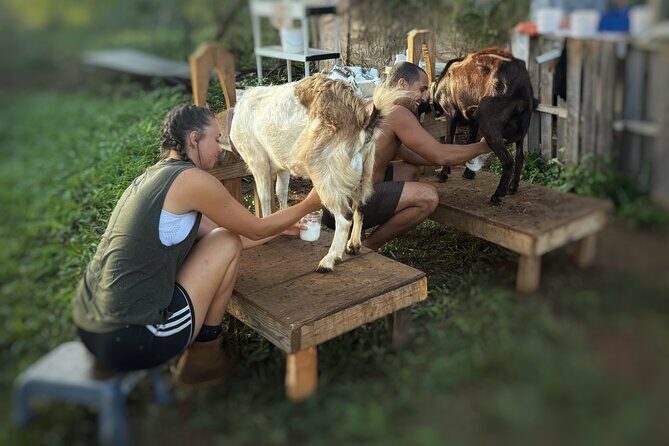 Kauai Private Baby Farm Animal Experience & Micro Dairy Immersion - What to Expect from Your Kauai Farm Experience