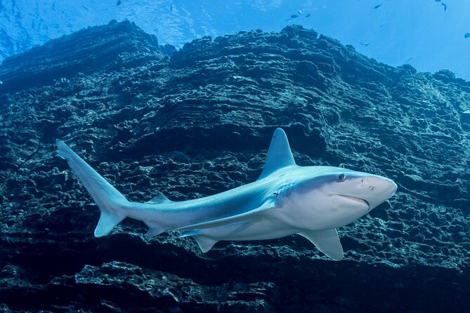 Kauais Exclusive Morning Scuba Charter for Experienced Divers - Health and Safety Information
