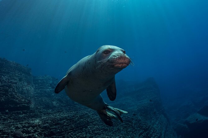 Kauais Exclusive Morning Scuba Charter for Experienced Divers - Experienced Divers Explore Kauais Underwater Wonders