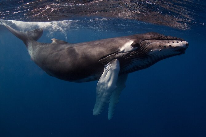 Kauais Exclusive Morning Scuba Charter for Experienced Divers - Sustainable and Eco-Friendly Practices