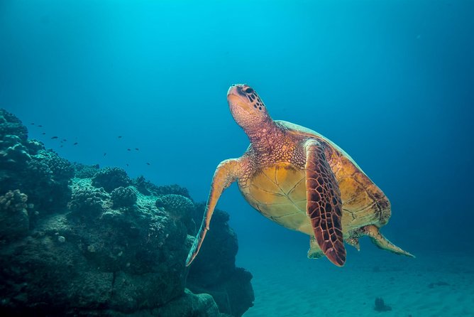 Kauais Ultimate Boat 2 Tank Adventure Dive Certified Divers Only - Dive Experience and Highlights