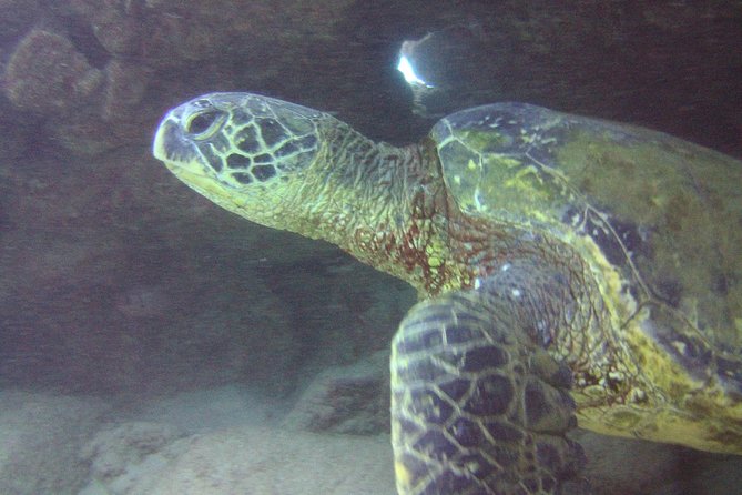 Kauais Ultimate Discover Scuba Dive - OCEAN EXPERIENCE (1 Tank Dive) - Additional Requirements and Restrictions