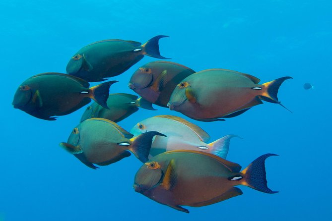 Kauais Ultimate Discover Scuba Dive - OCEAN EXPERIENCE (1 Tank Dive) - Cancellation Policy and Refund Details