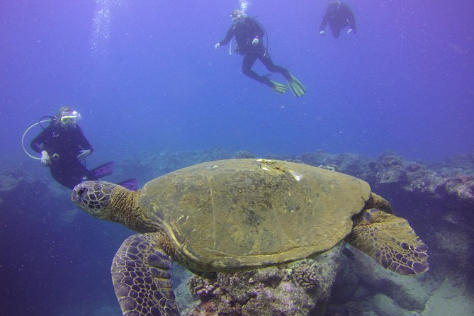 Kauais Ultimate Discover Scuba Dive - OCEAN EXPERIENCE (1 Tank Dive) - Marine Ecology and Fish Identification