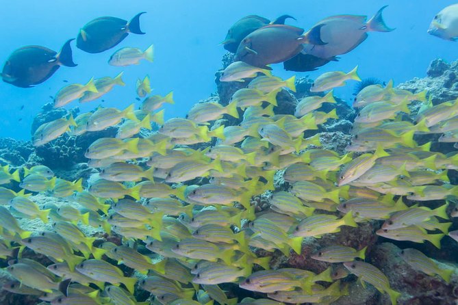 Kauais Ultimate Discover Scuba Dive - OCEAN EXPERIENCE (1 Tank Dive) - Small Group Size and Confidence Building