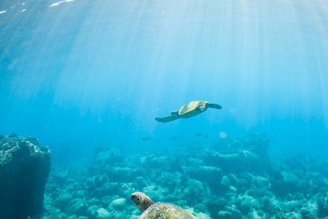 Kauais Ultimate Guided Shore Snorkel (NO BOAT): North Anini - Meeting and Pickup