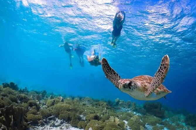 Kauais Ultimate Guided Snorkeling Adventure No Boat Ride - Discovering Marine Life up Close