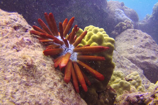 Kauais Ultimate Guided Snorkeling Adventure No Boat Ride - Complimentary Snorkeling Equipment and Provisions