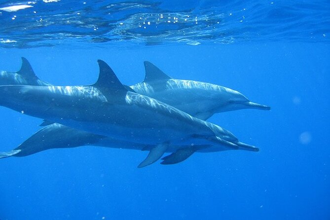 Kauais Ultimate Na Pali Coast Zodiac Boat Snorkeling & Sea Cave Eco Tour - Inclusions