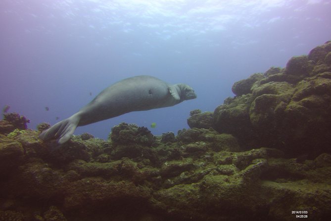 Kauais Ultimate Scooter Adventure 2 Tank Dive (Advance Certified Divers Only) - Participant Requirements