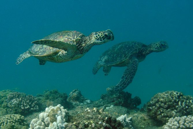 Kauais Ultimate South Island Zodiac Boat Snorkel Adventure - Whats Included in the Tour