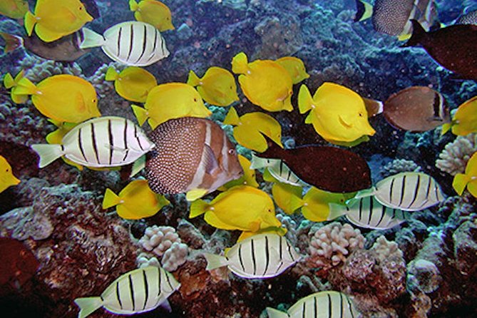 Kauais Ultimate South Island Zodiac Boat Snorkel Adventure - Transportation Arrangements