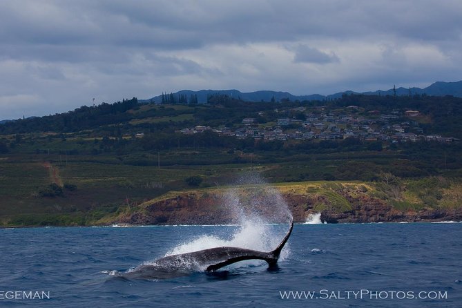 Kauais Ultimate SOUTH SIDE Whale & Dolphin Zodiac Boat Adventure - Humpback Whales Migration Season