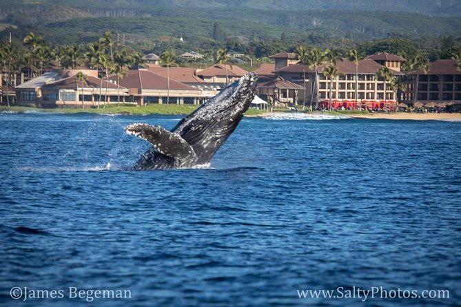 Kauais Ultimate SOUTH SIDE Whale & Dolphin Zodiac Boat Adventure - Chances of Seeing Whales and Dolphins
