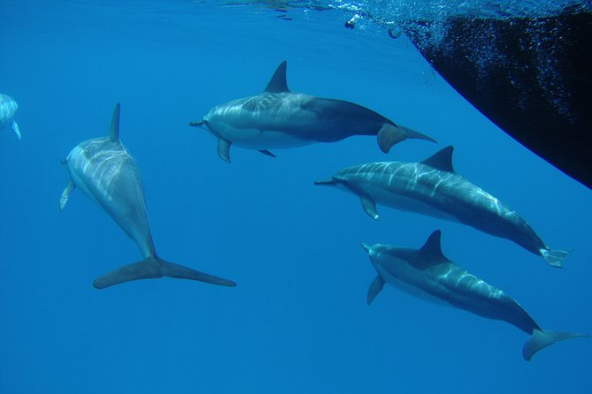 Kauais Ultimate SOUTH SIDE Whale & Dolphin Zodiac Boat Adventure - Small-Group Tour Details