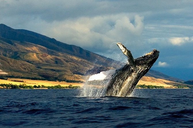 Kauais Ultimate SOUTH SIDE Whale & Dolphin Zodiac Boat Adventure - Meeting Point and Pickup Information