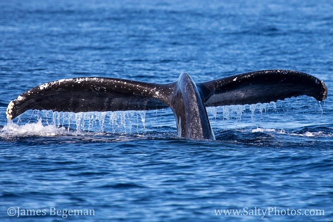 Kauais Ultimate SOUTH SIDE Whale & Dolphin Zodiac Boat Adventure - Cancellation Policy