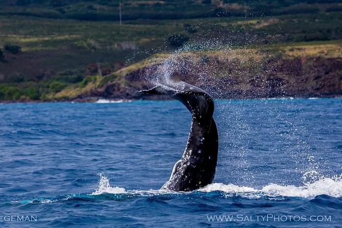 Kauais Ultimate SOUTH SIDE Whale & Dolphin Zodiac Boat Adventure - Guest Reviews