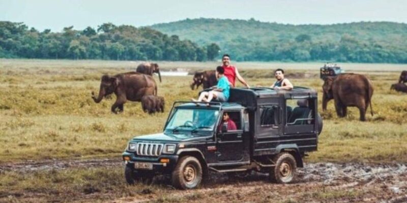 Kaudulla National Park: Afternoon Game Drive - Wildlife Experience
