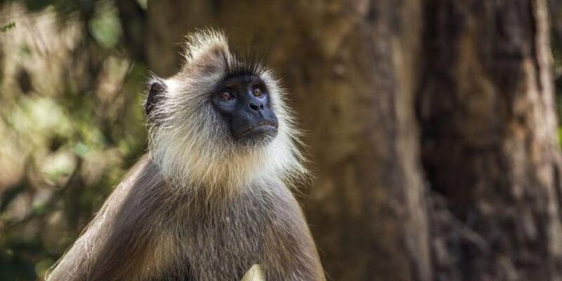 Kaudulla National Park: Afternoon Game Drive - Booking Information