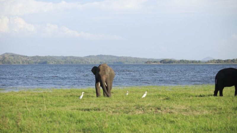 Kaudulla National Park-Elephant Gathering Safari - Key Points