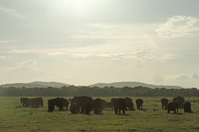 Kaudulla National Park Entrance Ticket - Ticket and Pricing Details