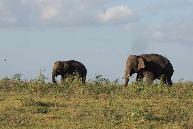 Kaudulla National Park Entrance Ticket - Meeting and Pickup Information