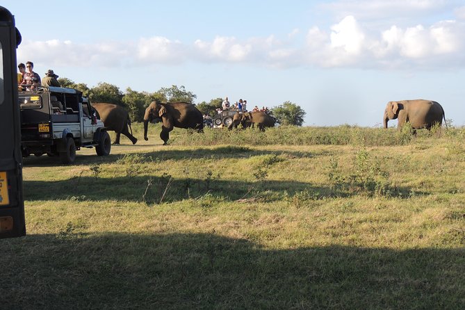 Kaudulla National Park Entrance Ticket - Wildlife Sightings and Ecosystems