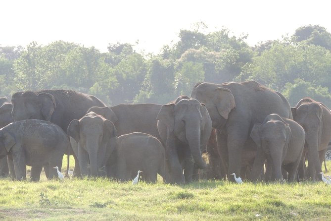 Kaudulla National Park Entrance Ticket - Visitor Feedback and Ratings