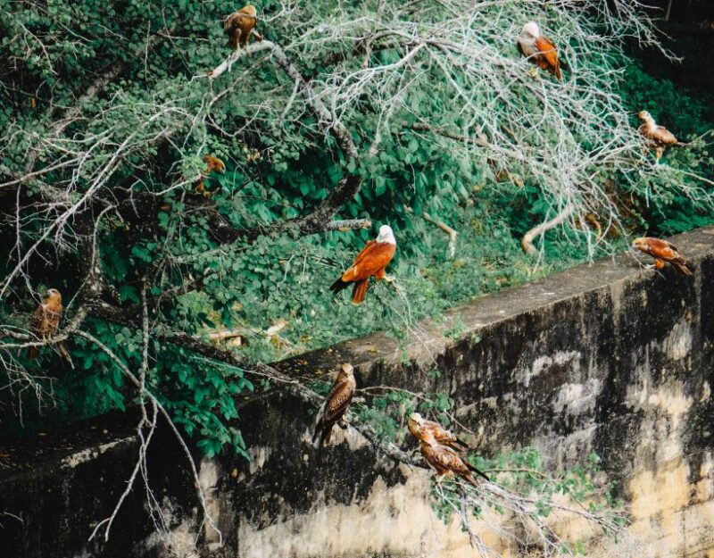 Kaudulla National Park Half Day Private Safari Adventure - Key Points