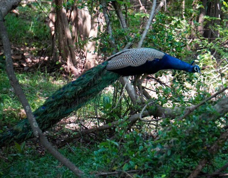 Kaudulla National Park Half Day Private Safari Adventure - Pickup and Drop-off Locations