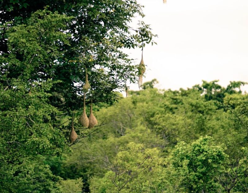 Kaudulla National Park Half Day Private Safari Adventure - Complimentary and Convenience