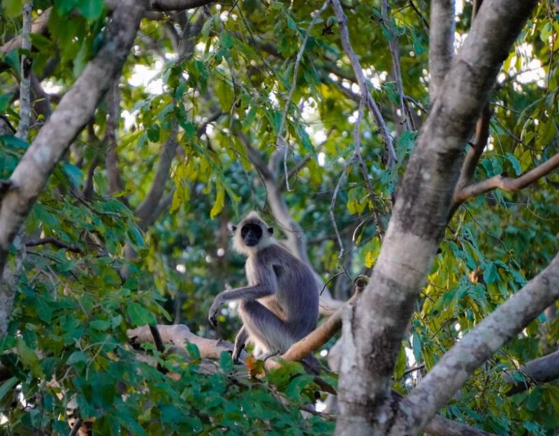 Kaudulla National Park Half Day Private Safari Adventure - Breathtaking Landscapes and Wildlife