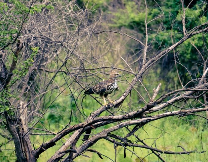 Kaudulla National Park Half Day Private Safari Adventure - Private Group Experience