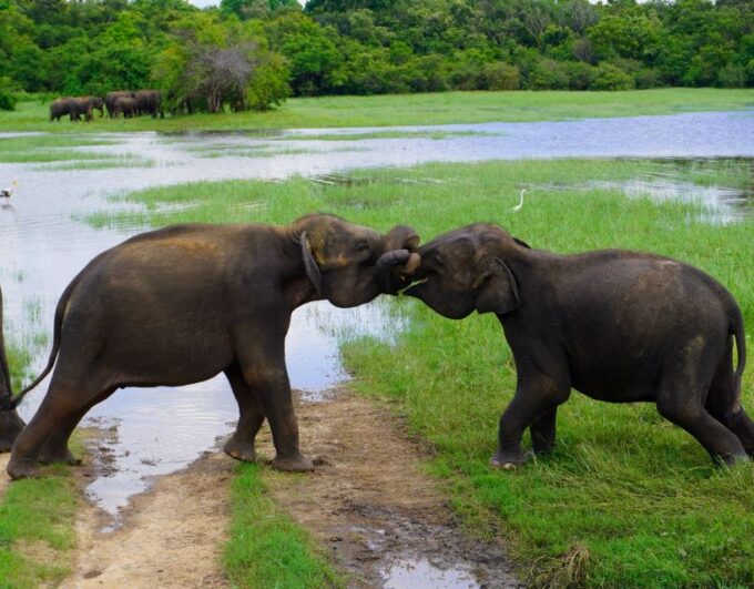 Kaudulla National Park Half Day Private Safari Adventure - Professional Services and Guidance