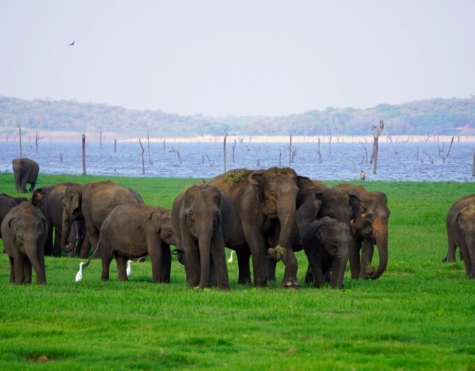 Kaudulla National Park Half Day Private Safari Adventure - Restrictions and Exclusions