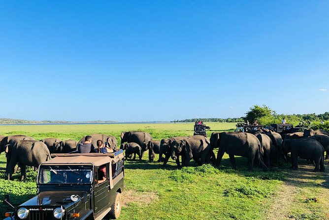 Kaudulla National Park Half Day Private Safari in Sri Lanka - Safari Itinerary and Duration