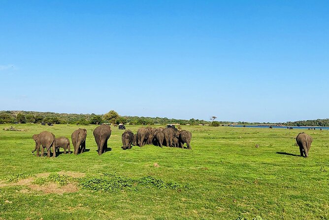 Kaudulla National Park Half Day Private Safari in Sri Lanka - Suitability and Accessibility Considerations