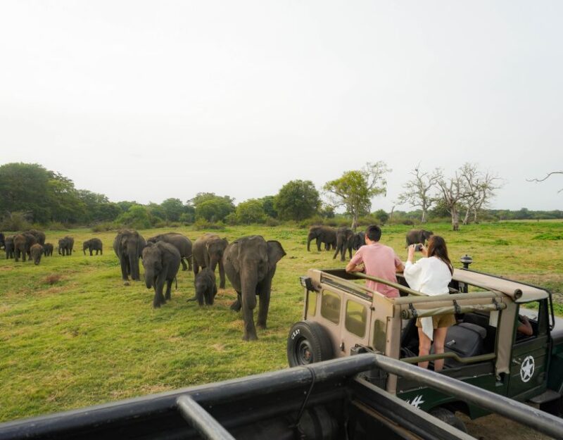 Kaudulla National Park Half Day Sri Lanka Jeep Safari - Highlights of the Safari Experience