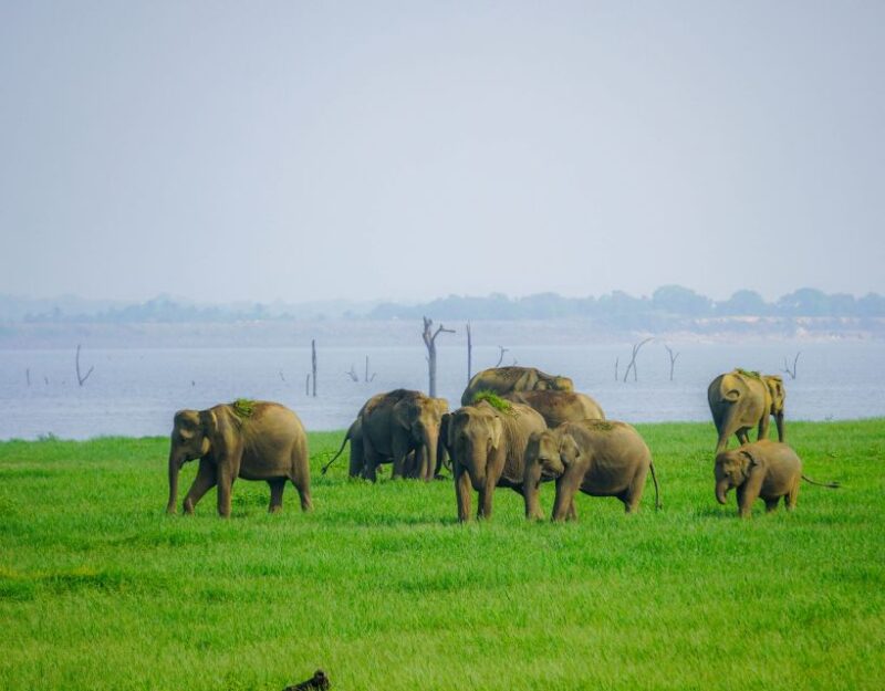 Kaudulla National Park Half Day Sri Lanka Jeep Safari - Itinerary and Wildlife Encounters