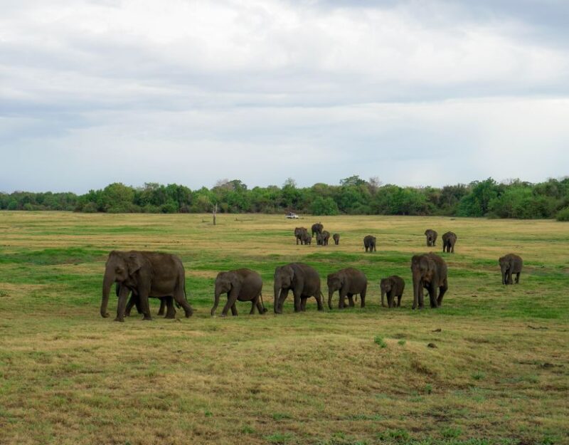 Kaudulla National Park Half Day Sri Lanka Jeep Safari - Inclusions and Tour Logistics