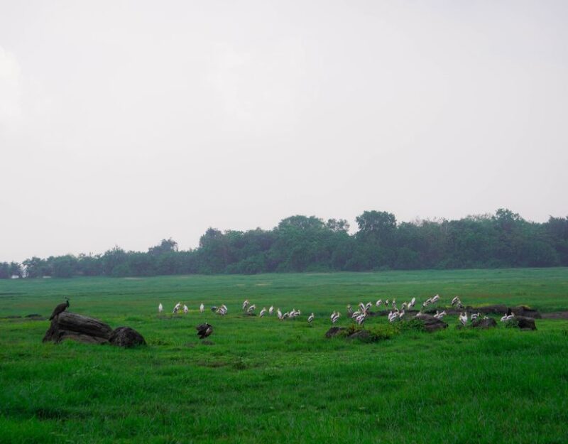 Kaudulla National Park Half Day Sri Lanka Jeep Safari - Ratings and Customer Feedback