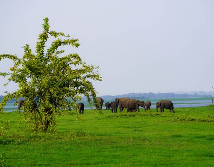 Kaudulla National Park Half Day Sri Lanka Jeep Safari - Ethical Wildlife Viewing Practices