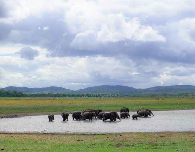 Kaudulla National Park Half Day Sri Lanka Jeep Safari - Safari Availability and Reservations