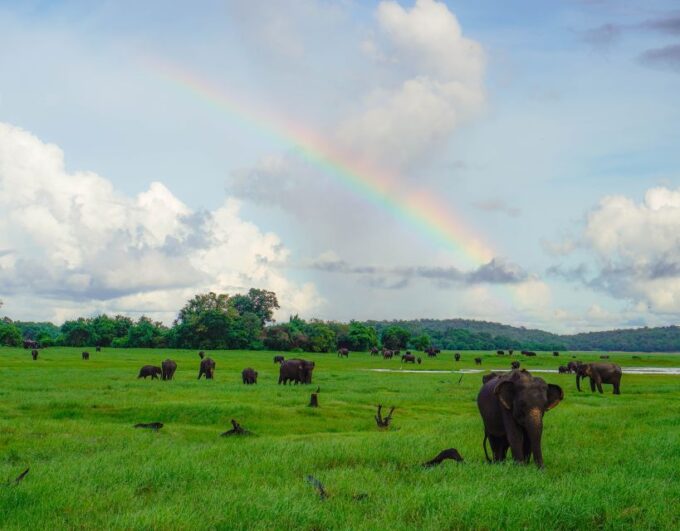Kaudulla National Park Half Day Sri Lanka Jeep Safari - Frequently Asked Questions