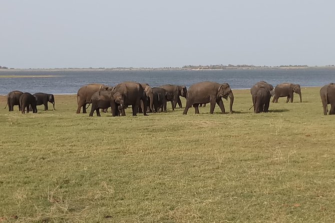 Kaudulla National Park - Private Safari From Habarana - Inclusions and Exclusions