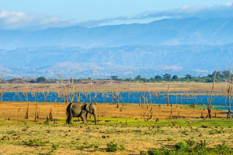 Kaudulla National Park: Private Safari - Key Points